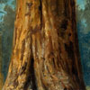 Image of painting titled Mariposa Grove, Base of Sequoia Gigantia