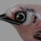 Bird Pin Bird Pin
