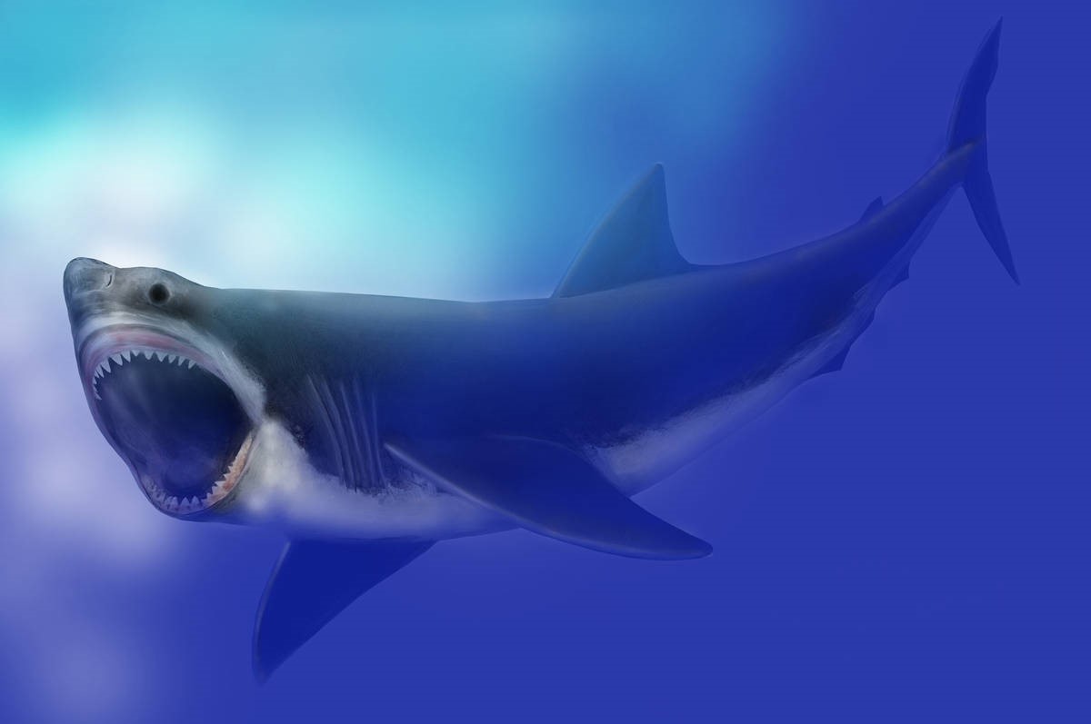 Depiction of Miocene great white shark (C. Megalodon)
