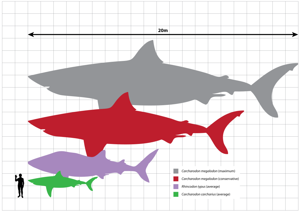 Megalodon Size Chart comparing size of Great White Shark, Whale Shark, Carcharodon megalodon to a human