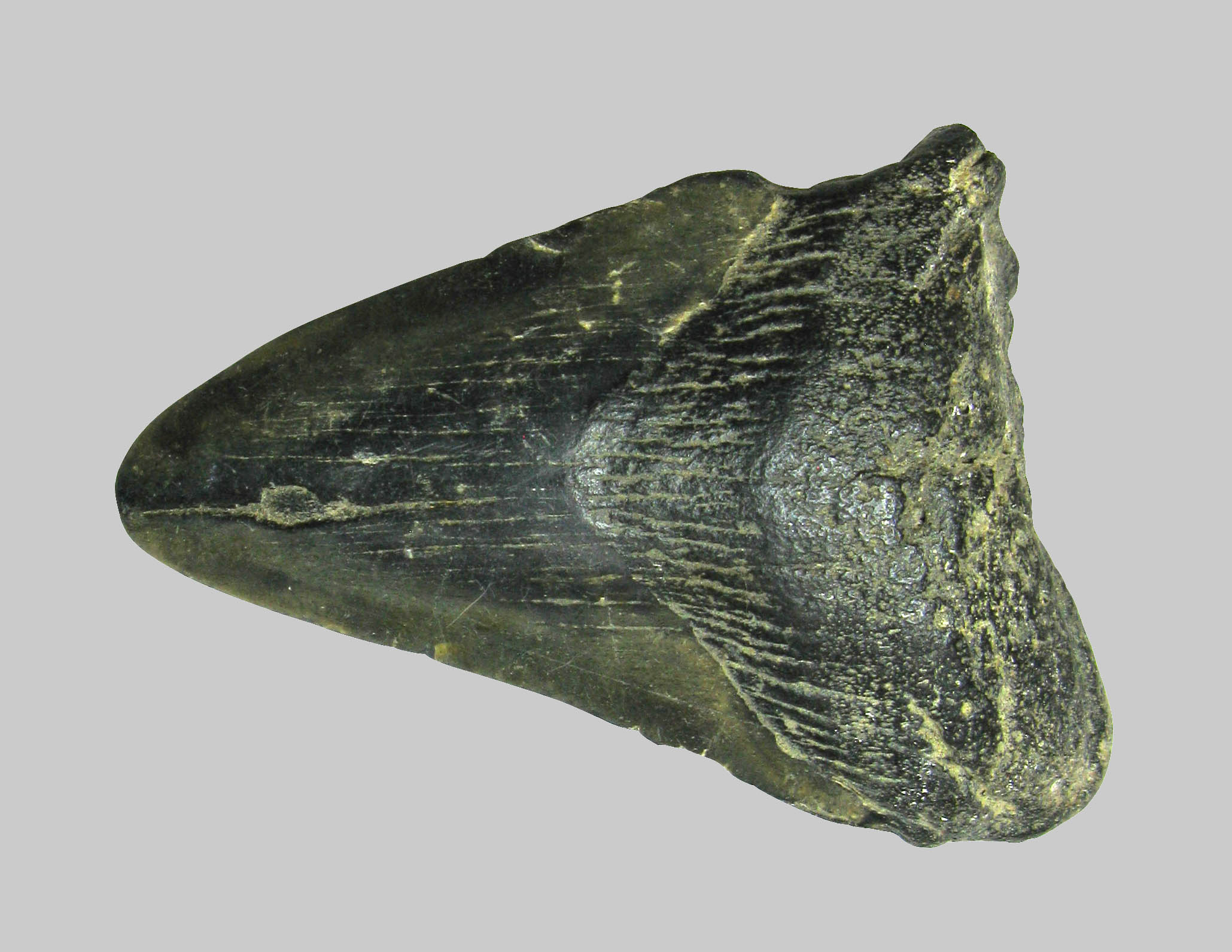 Megalodon (Carcharocles megalodon) Teeth