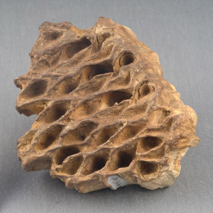 Fossilized Trunk
