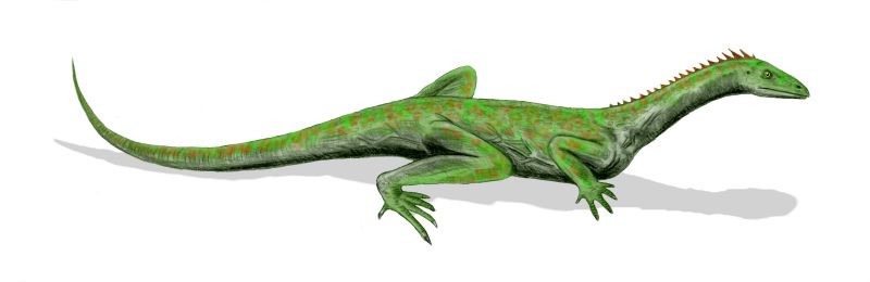 Macrocnemus basanii, a protorosaur from the Middle Triassic of Europe, pencil drawing. 