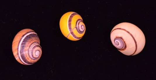 Painted snail (Polymita picta)