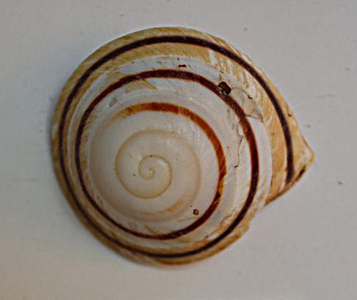 Land snail