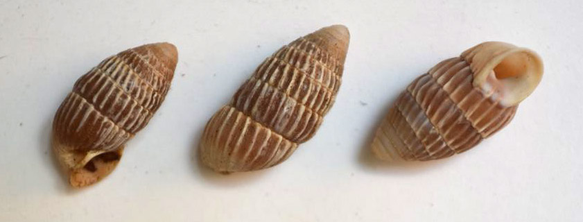 Three painted snail shells