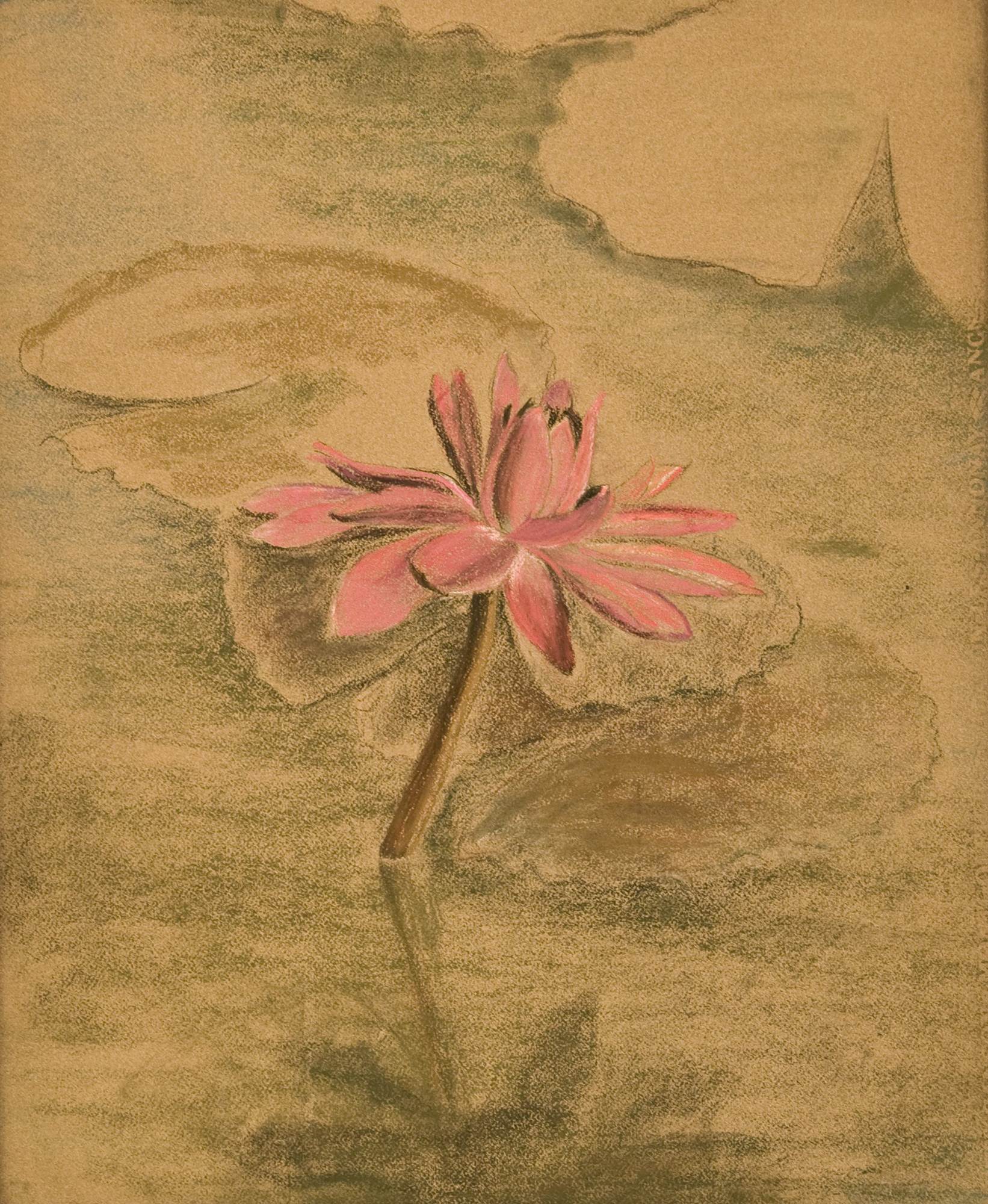 Pink Night-blooming Water Lily
