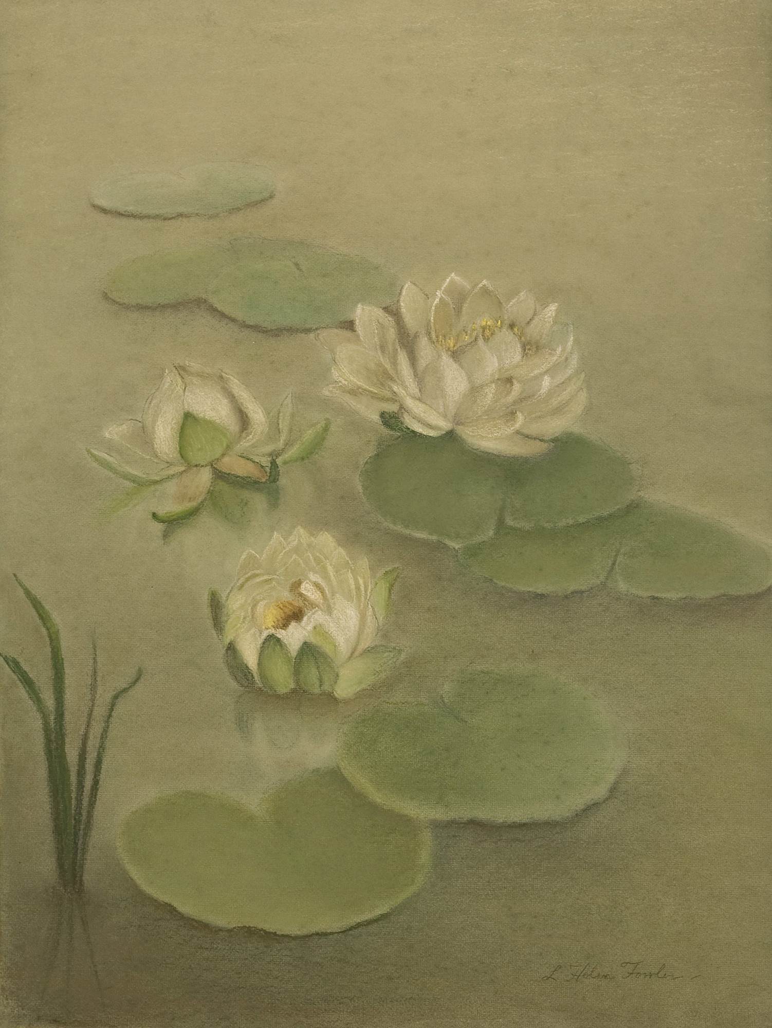 Three Water Lilies Floating on Pond