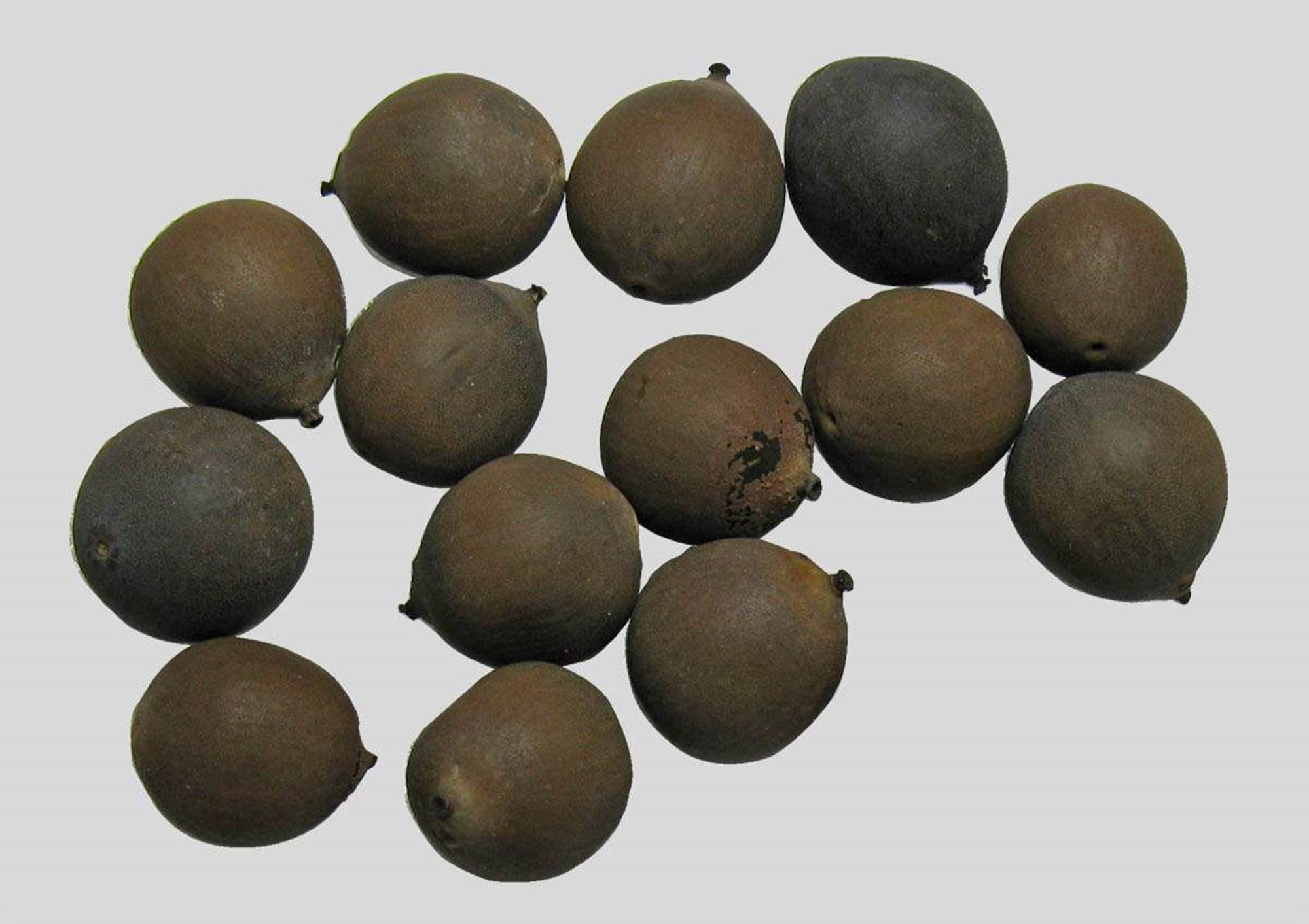 Seeds from lotus flowers (Nelumbo sp.)