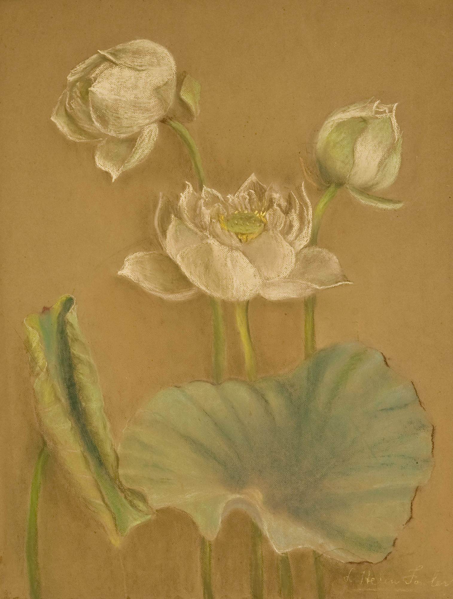 White Lotus