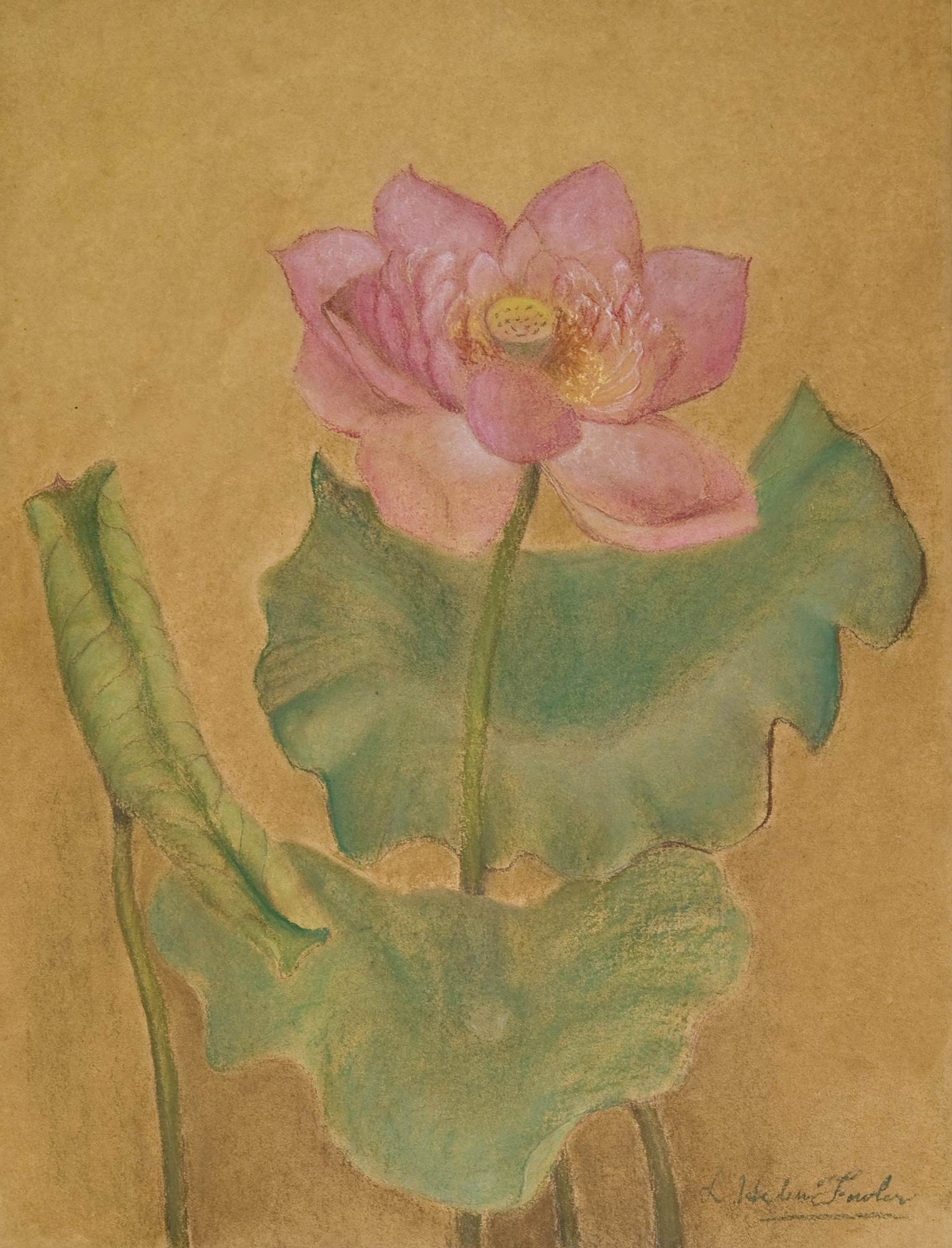 Pink Lotus 