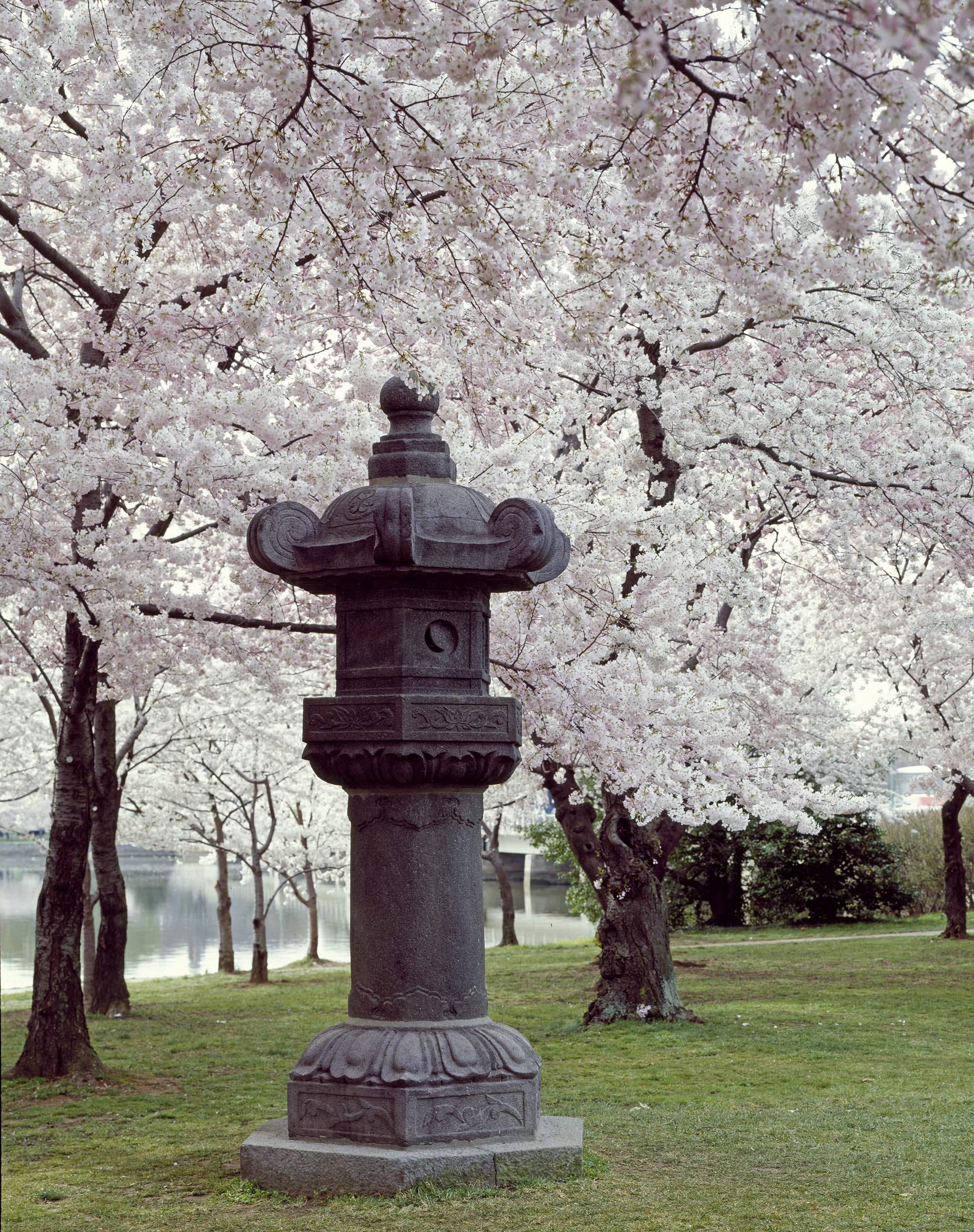 Mrs. Ryuji Takeuchi reenacting the original 1912 planting of the first cherry trees on the National Mall