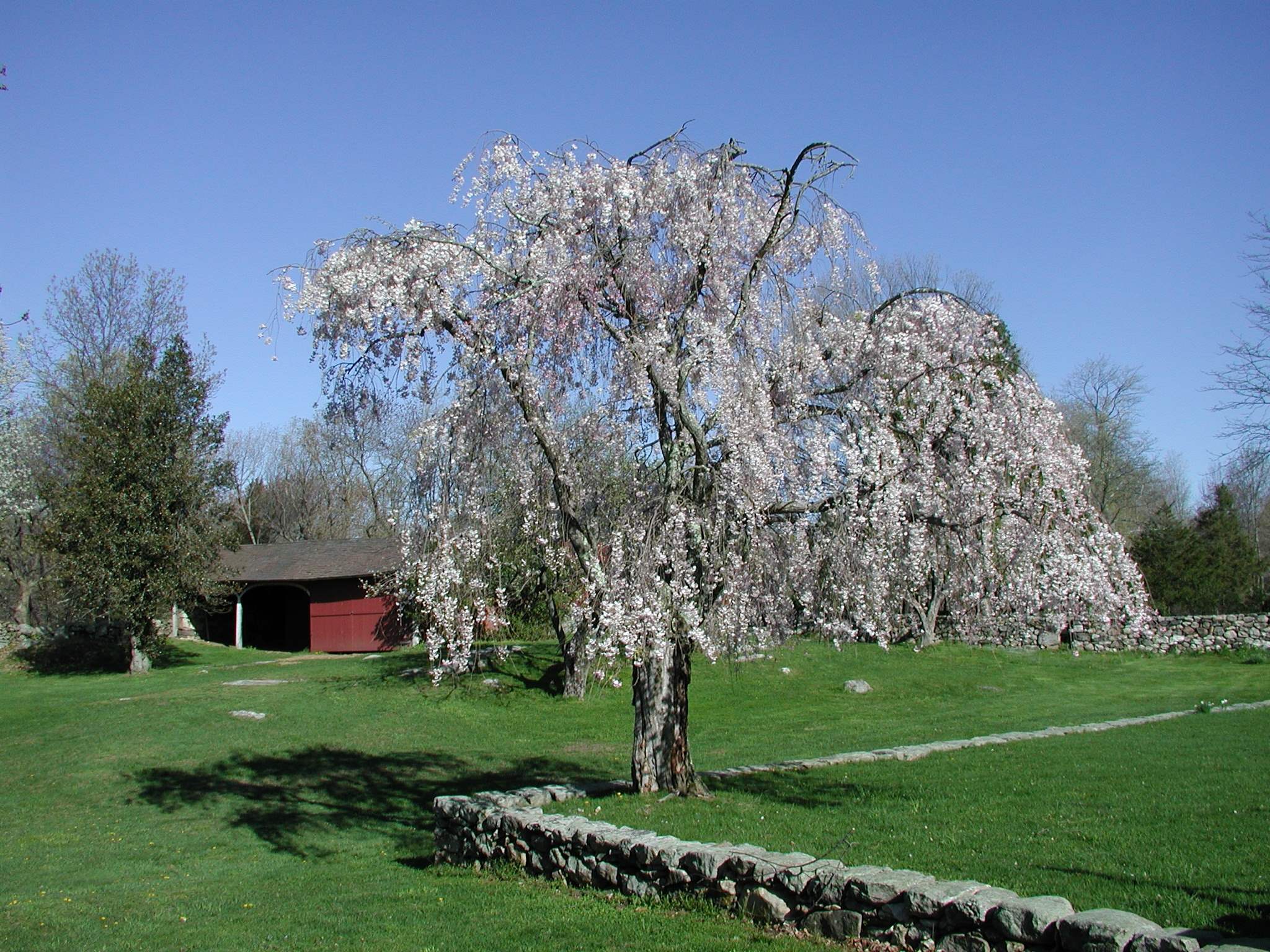 The Weeping Cherry tree in the terraced garden, with the woodshed behind.