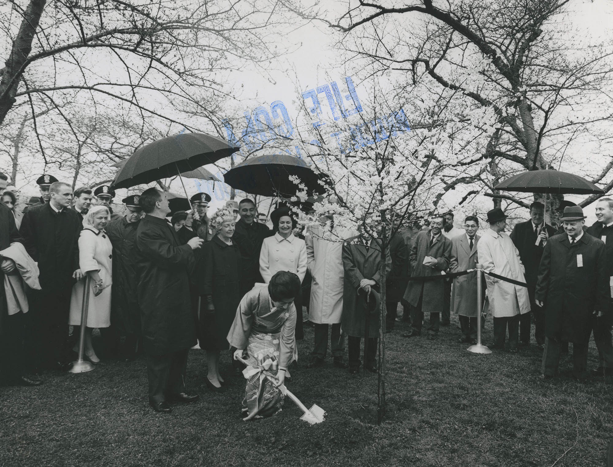 Mrs. Ryuji Takeuchi reenacting the original 1912 planting of the first cherry trees on the National Mall