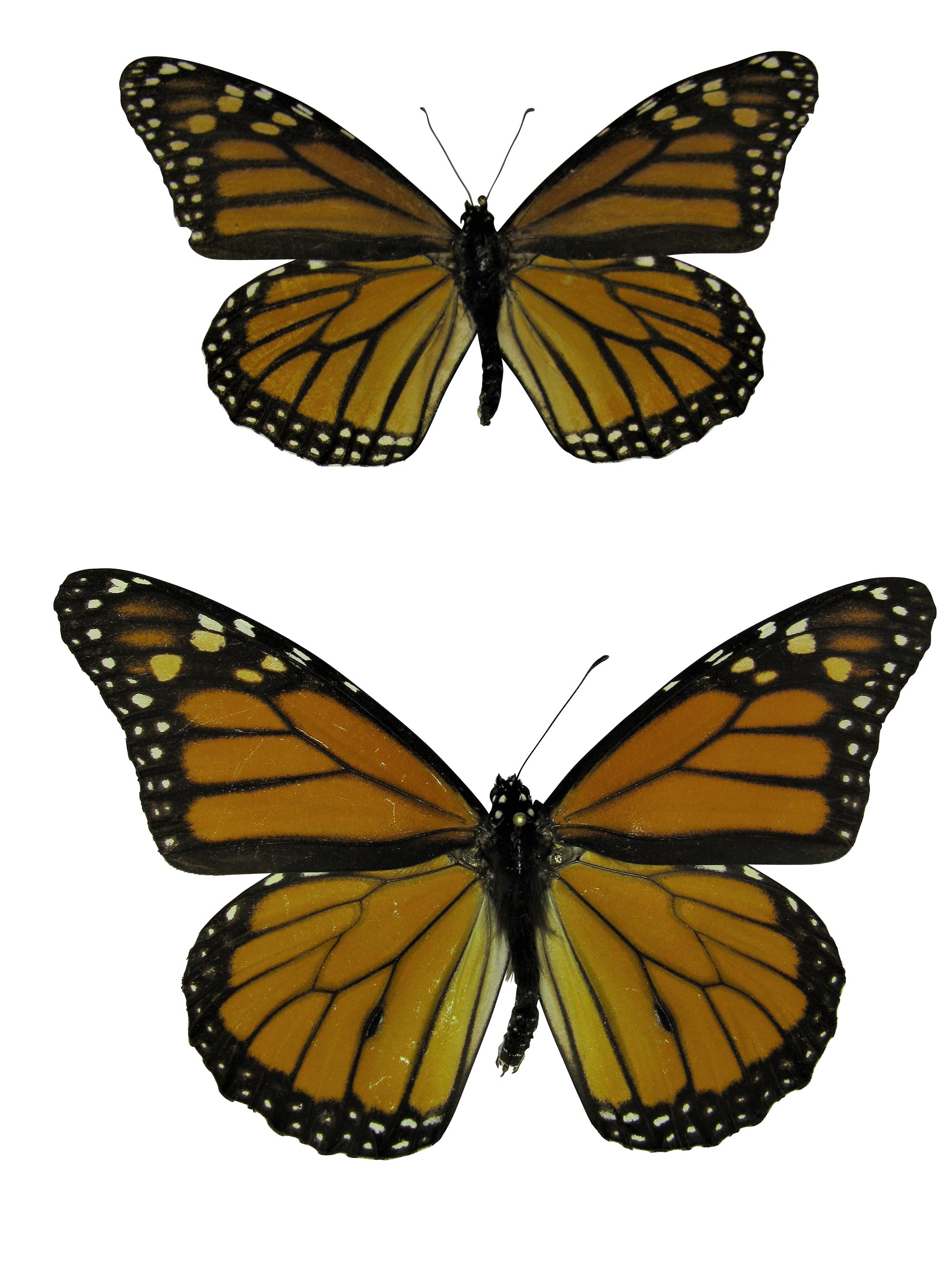 Male and Female Monarch Butterfly