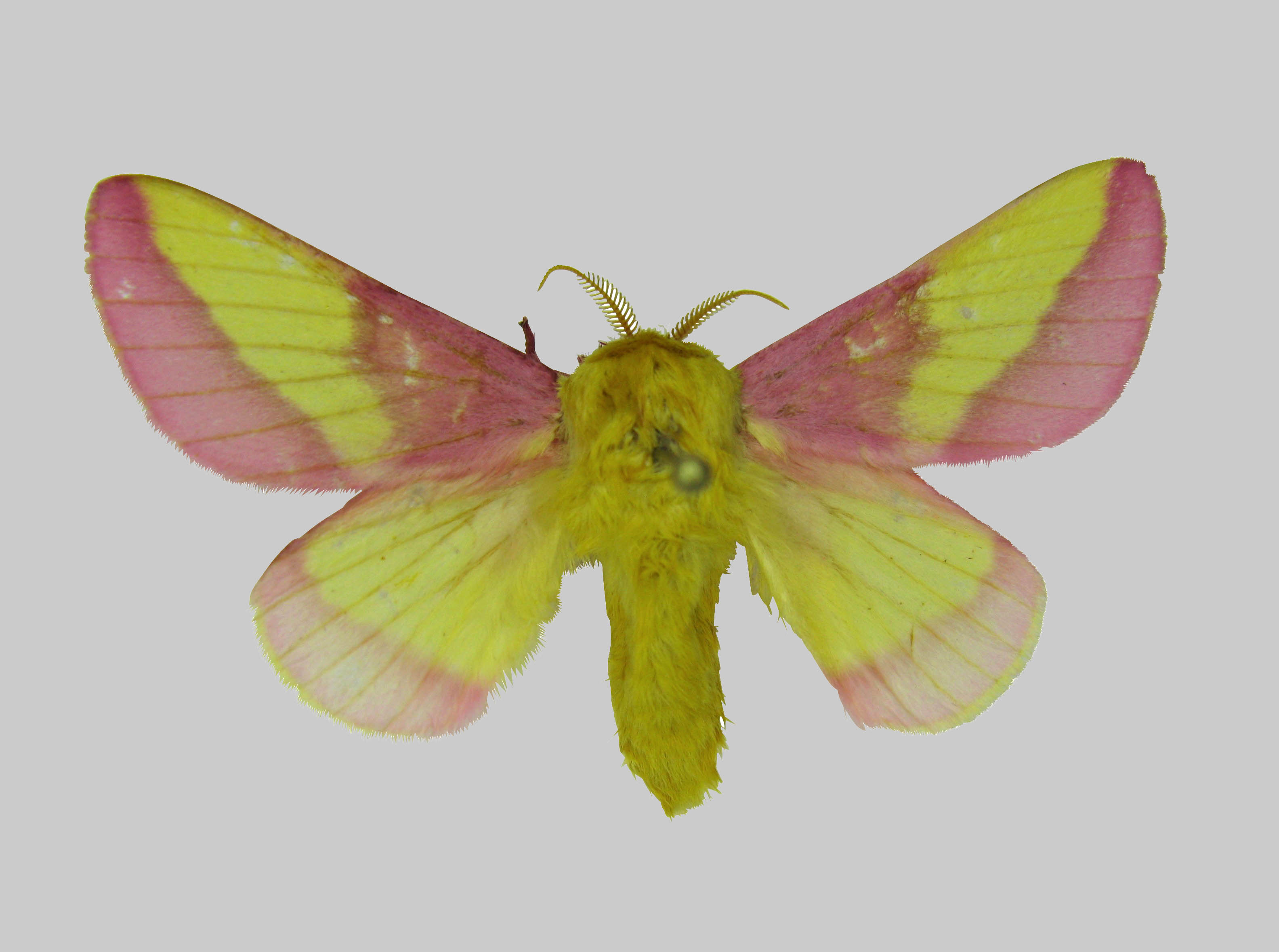 Rosy Maple Moth (Dryocampa rubicunda)