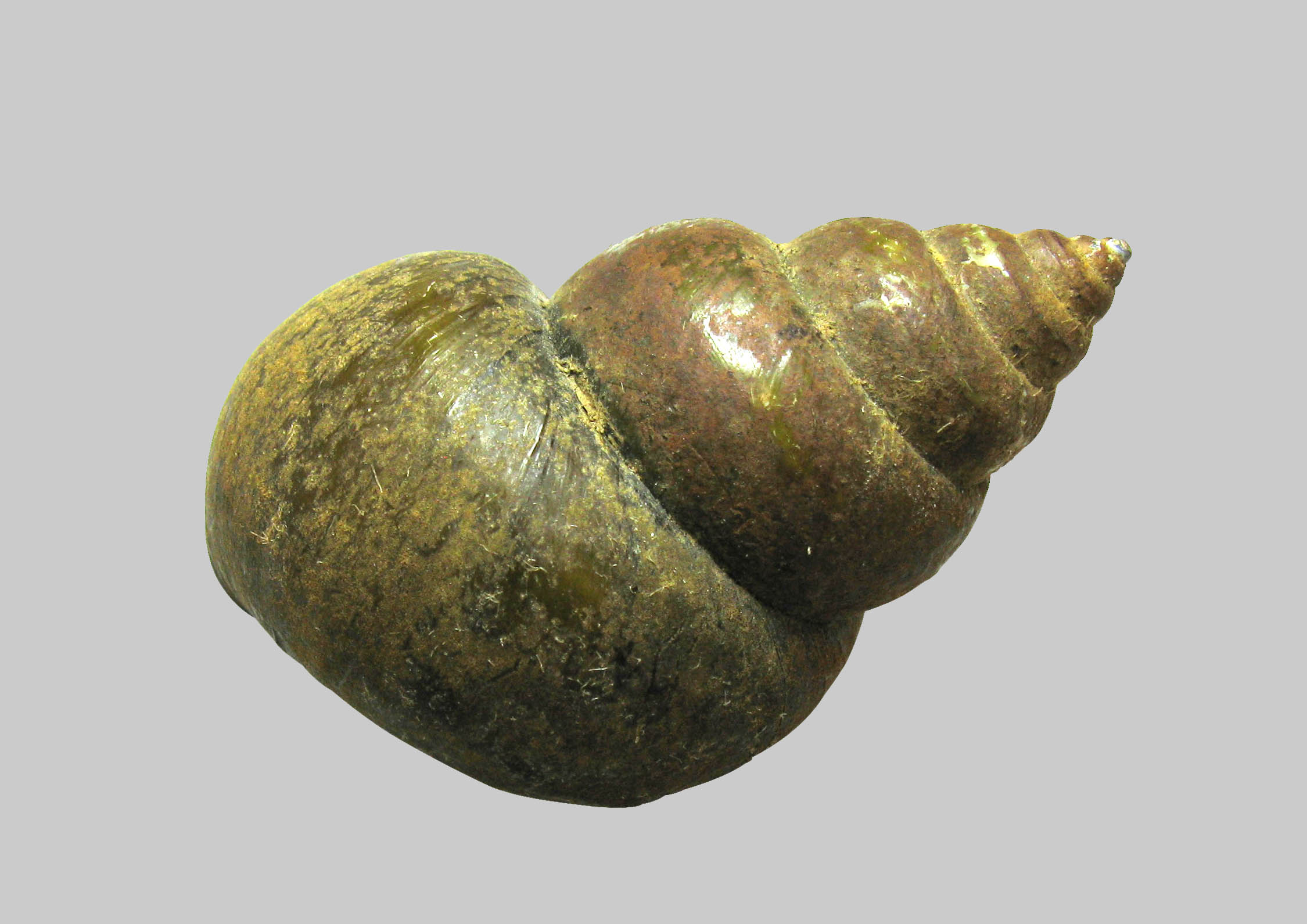 Japanese Mystery Snail (Bellamya japonica)