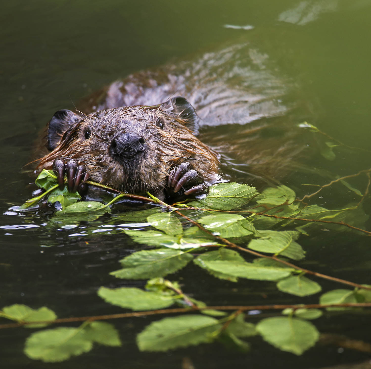 a beaver chewing on a stick in a lake