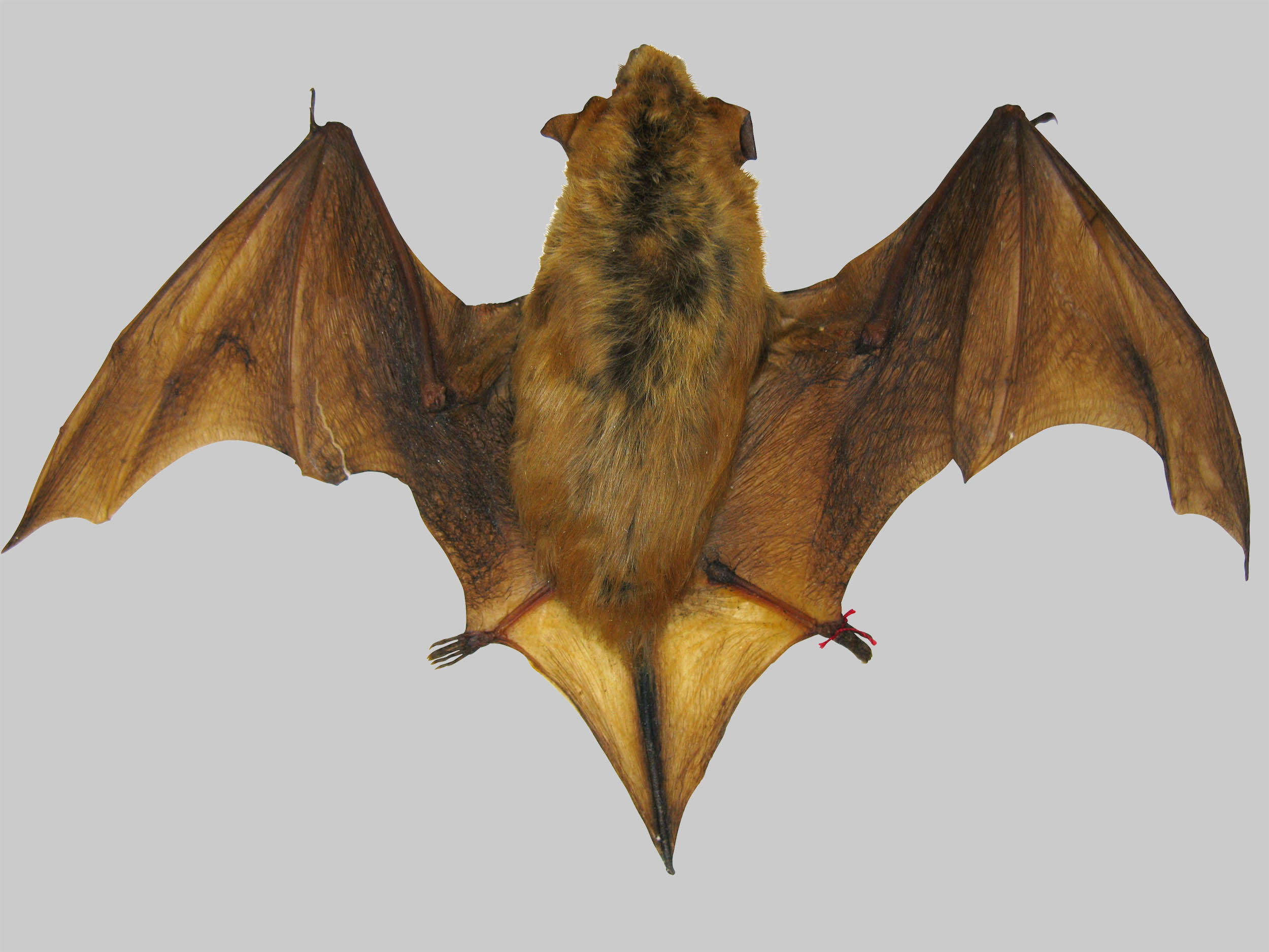 Big Brown Bat (Eptesicus fuscus)