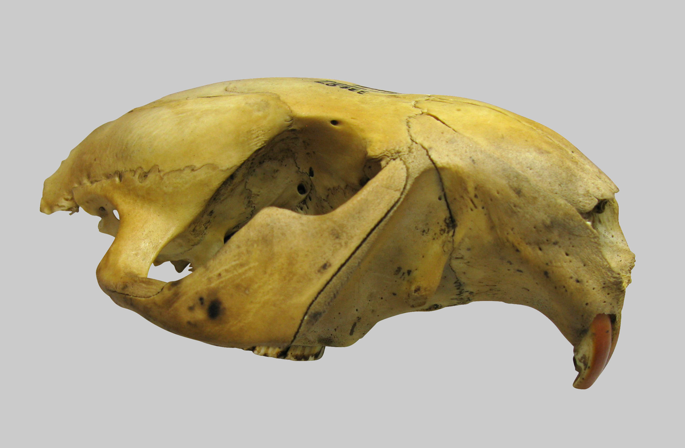 Beaver (Castor  sp.) Skull