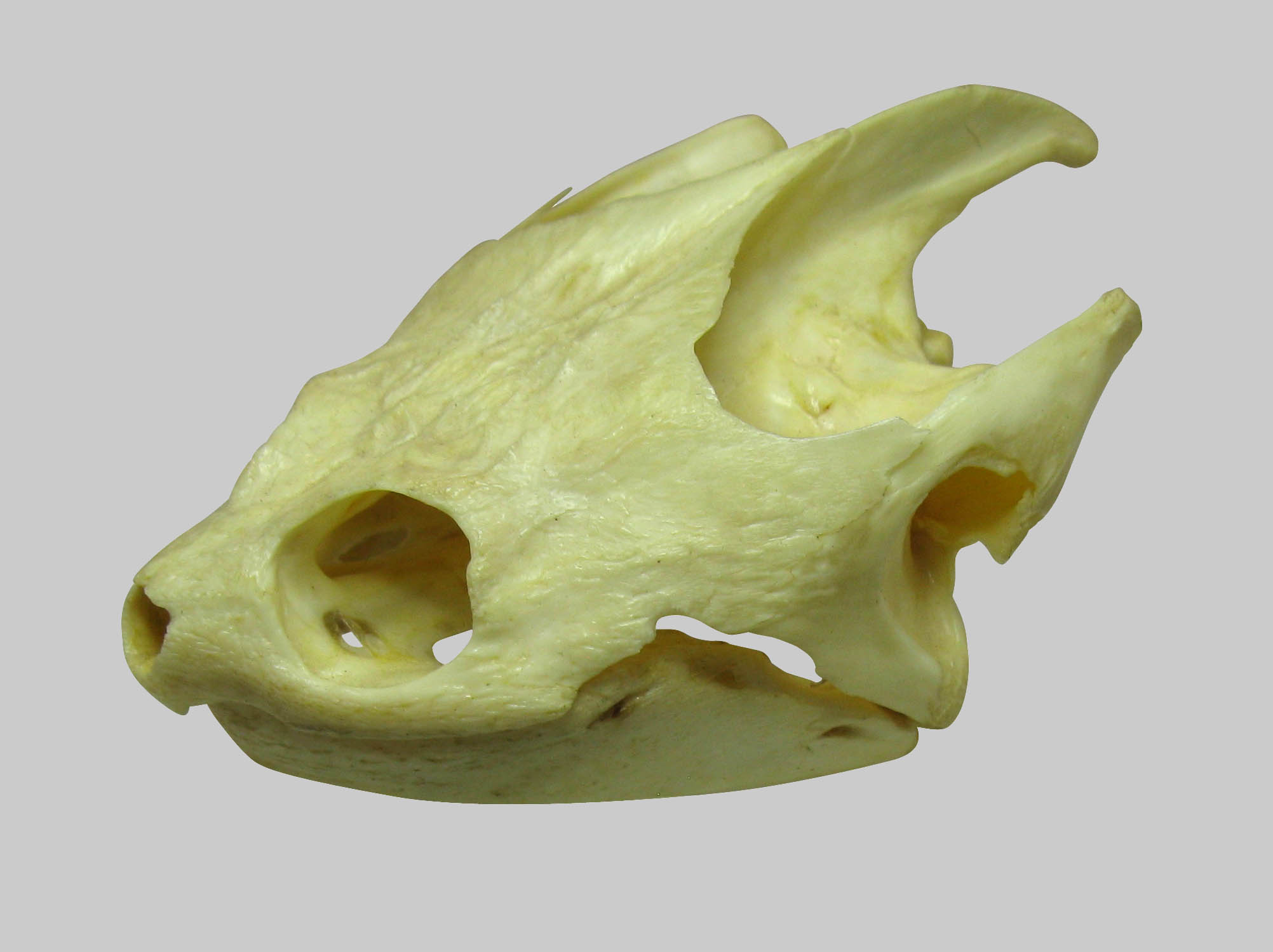 Turtle Skull