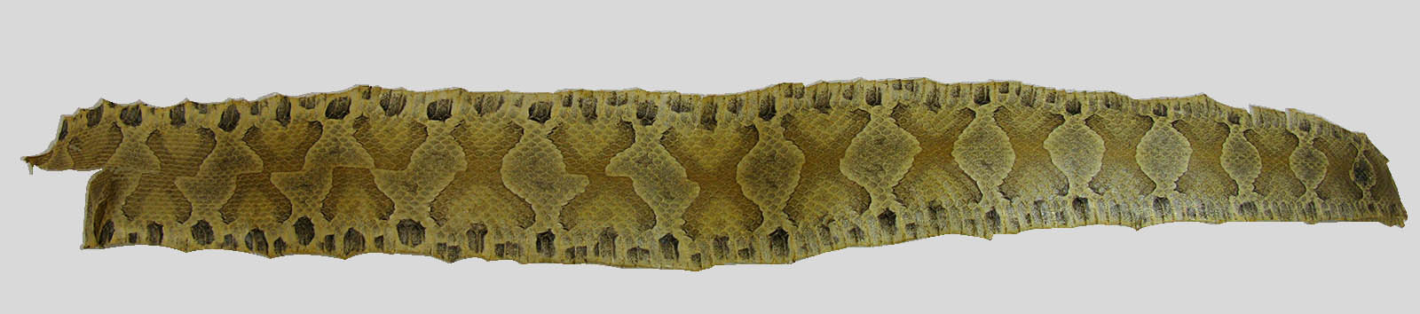 Copperhead Snake (Agkistrodon contortrix) Skin
