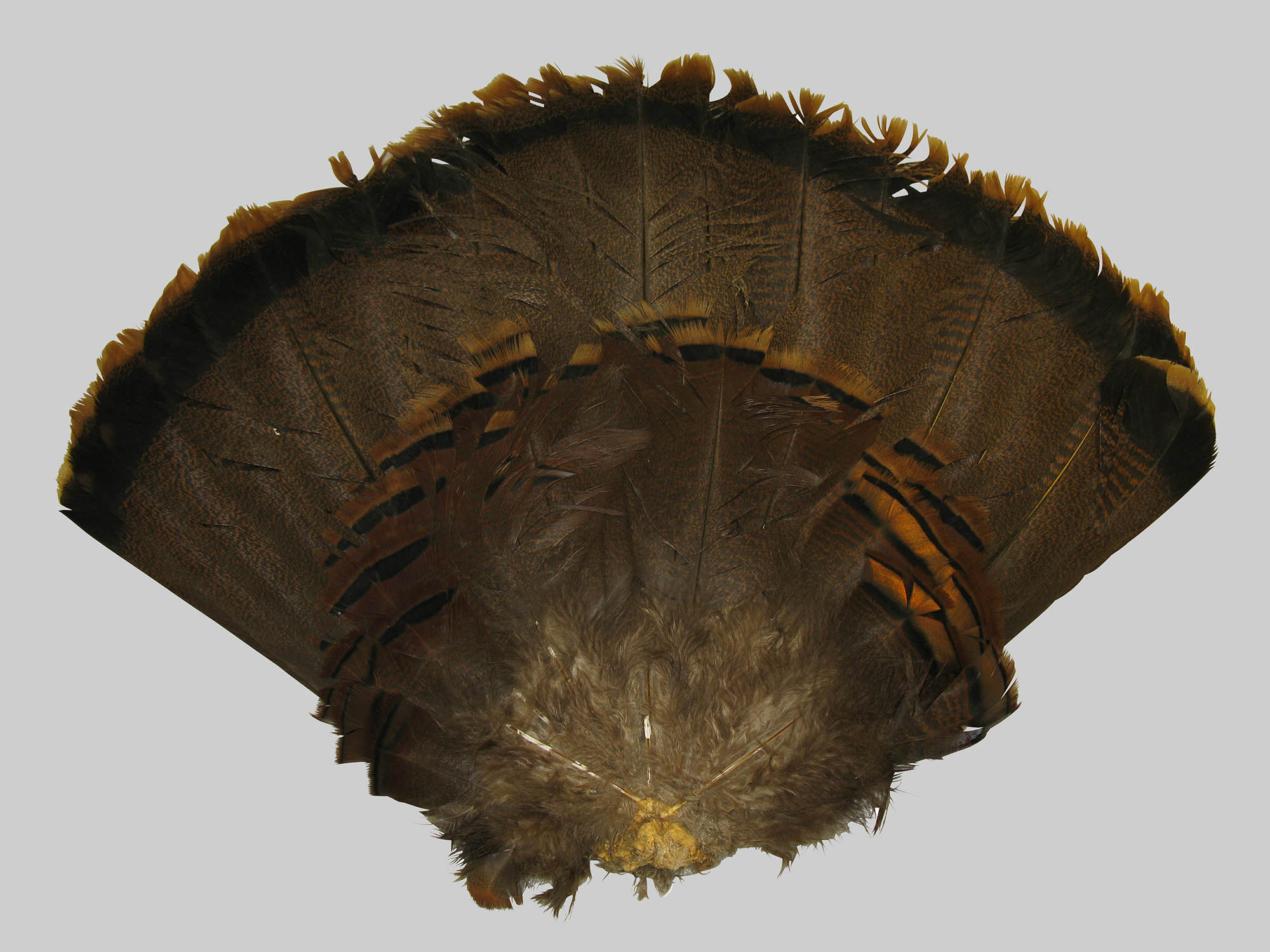 Wild Turkey (Meleagris gallapavo) Tail Fan