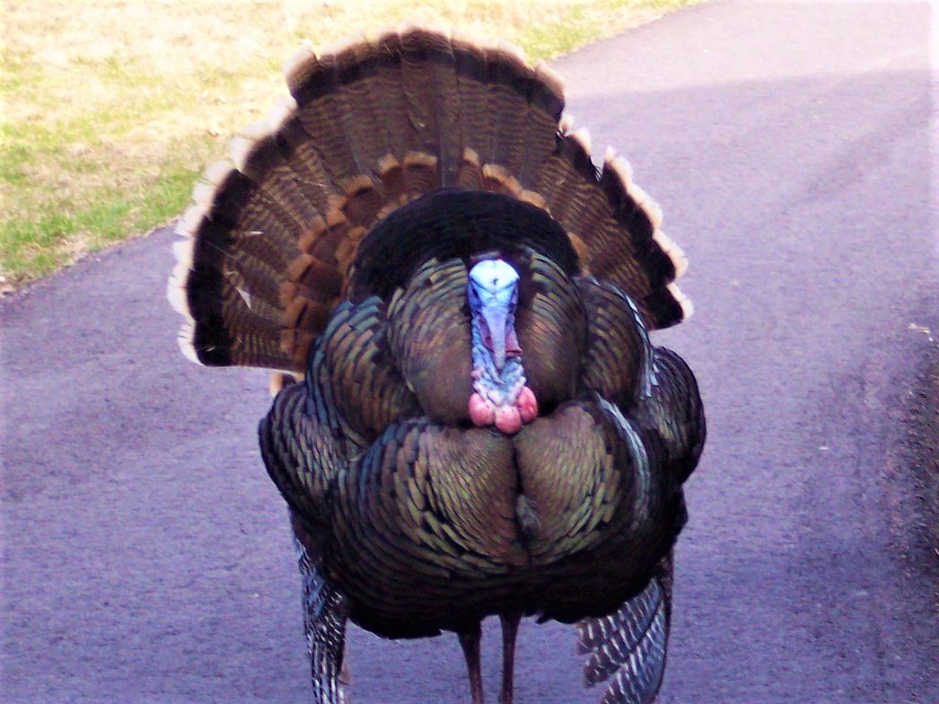 A wild turkey walking on the path.