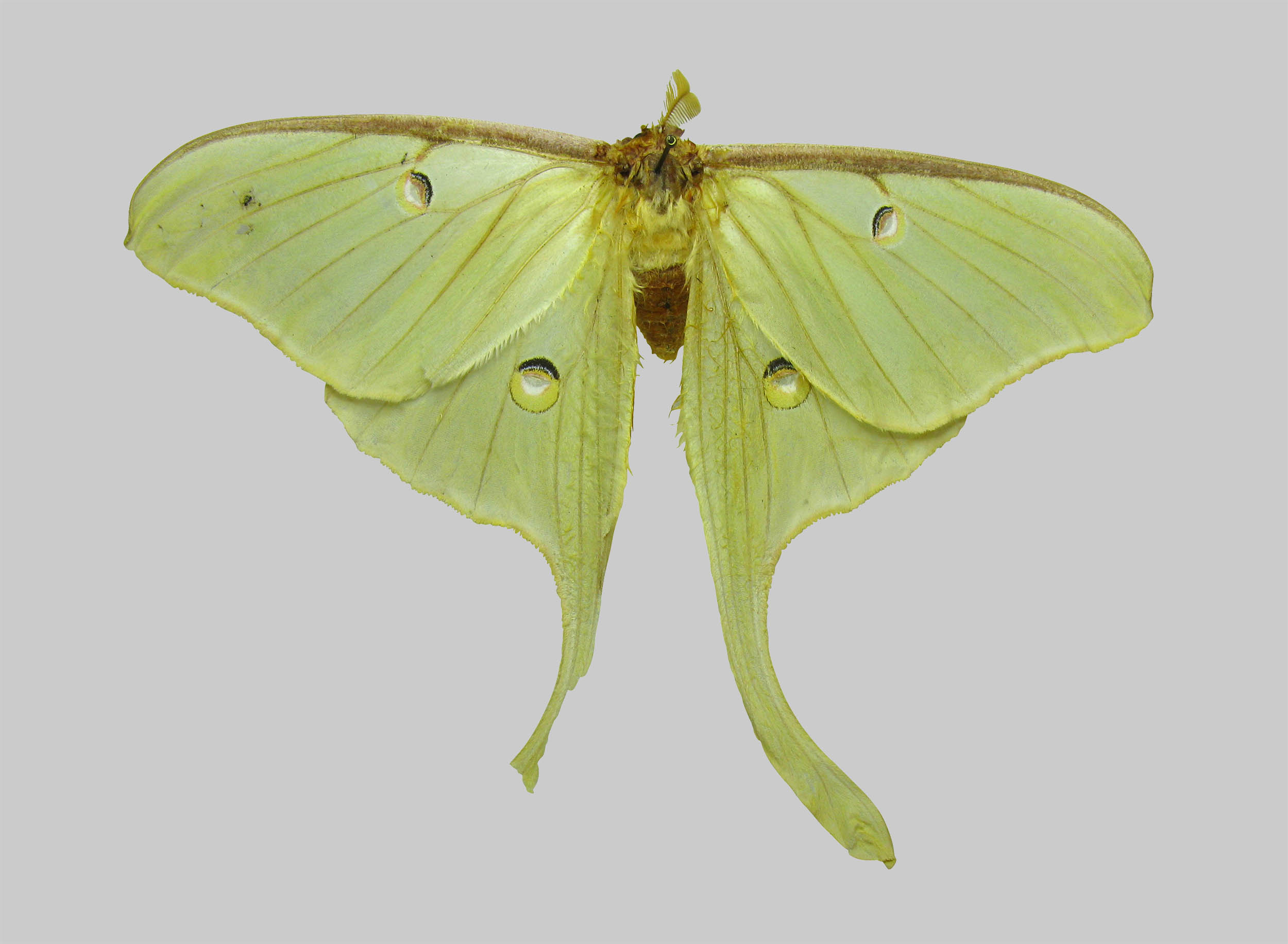 Green luna moth