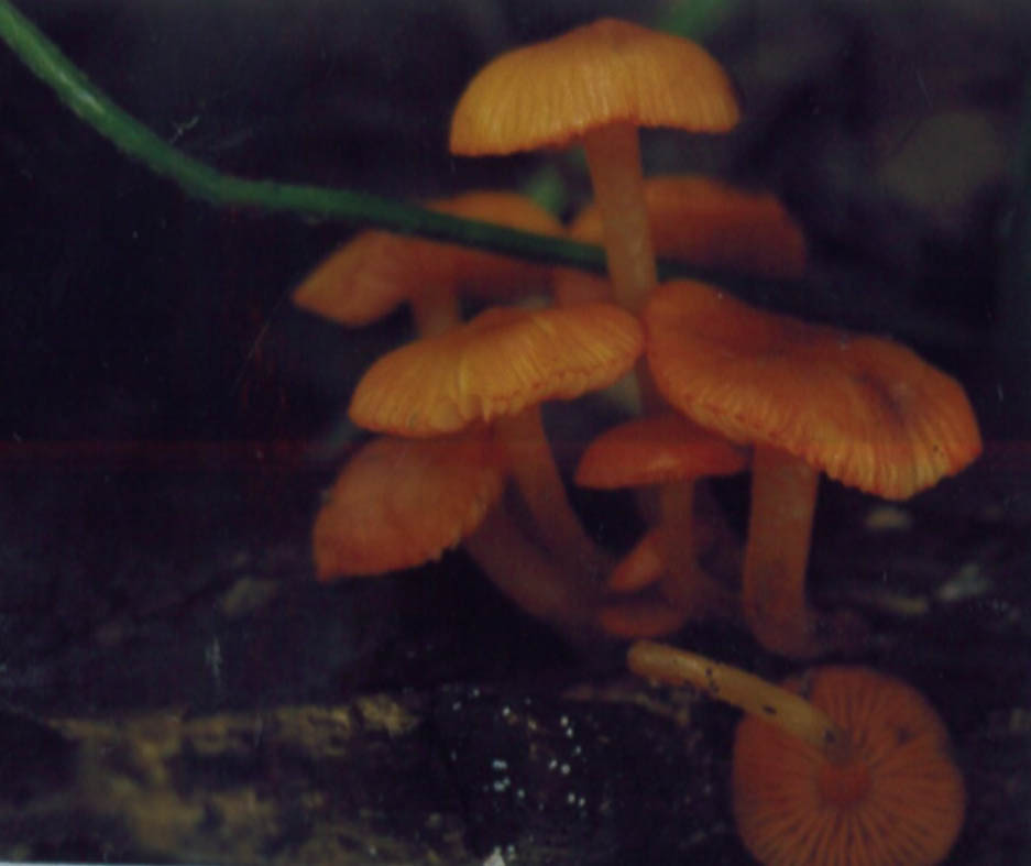 Black-Foot Fungus (Polyporus elegans)