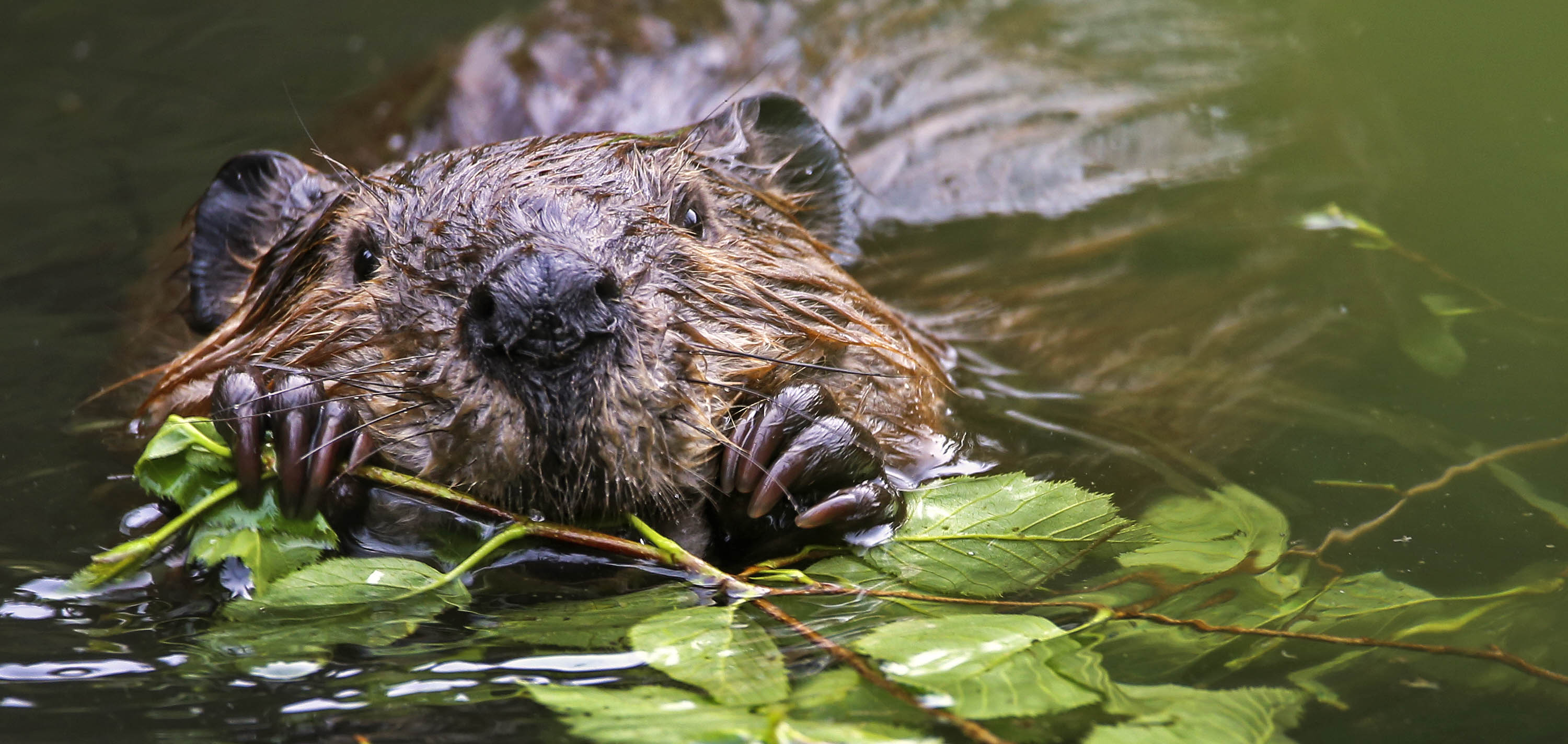 Beaver chewing on stick in lake