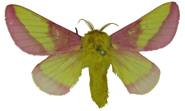 Pink and yellow butterfly specimen