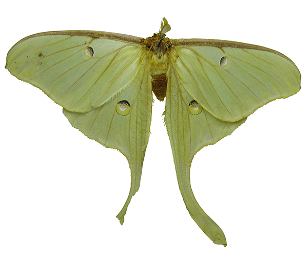 Luna Moth