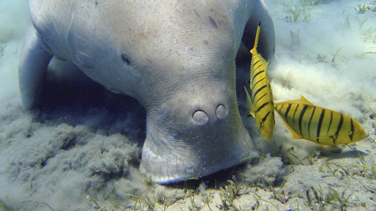 Gray shark with two yellow striped fish swimming around it