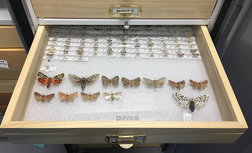 Butterfly Speciemens in Storage Drawerer
