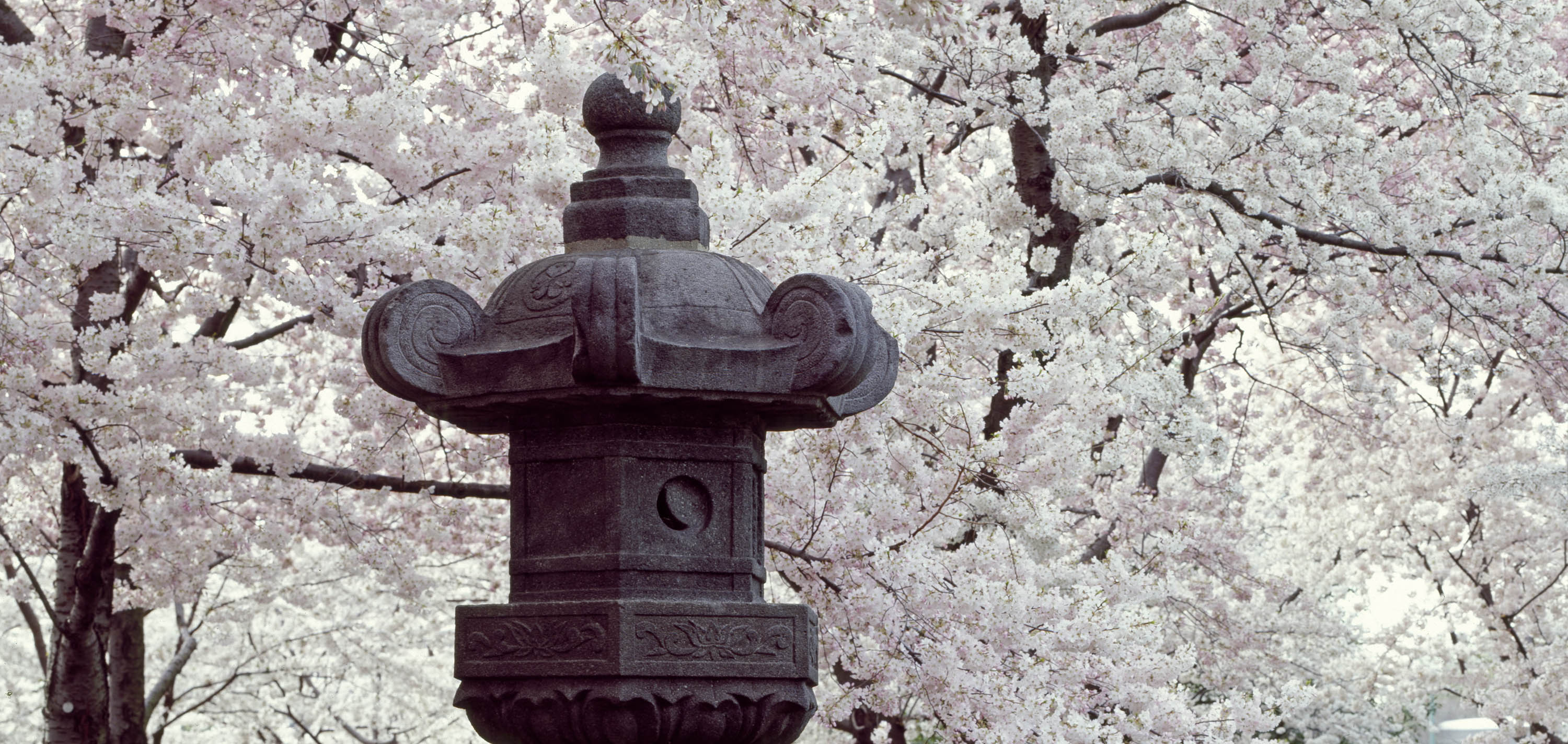 Cherry trees along the Tidal Basin with Japanese Lantern placed in the park in 1954. Washington, D.C.