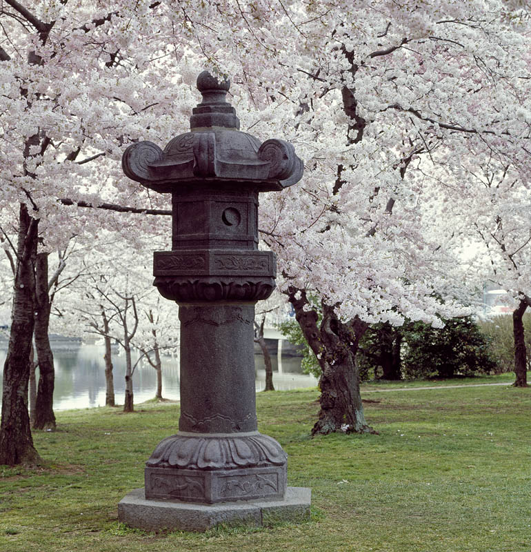 Japanese cherry blossom trees on National Mall DC