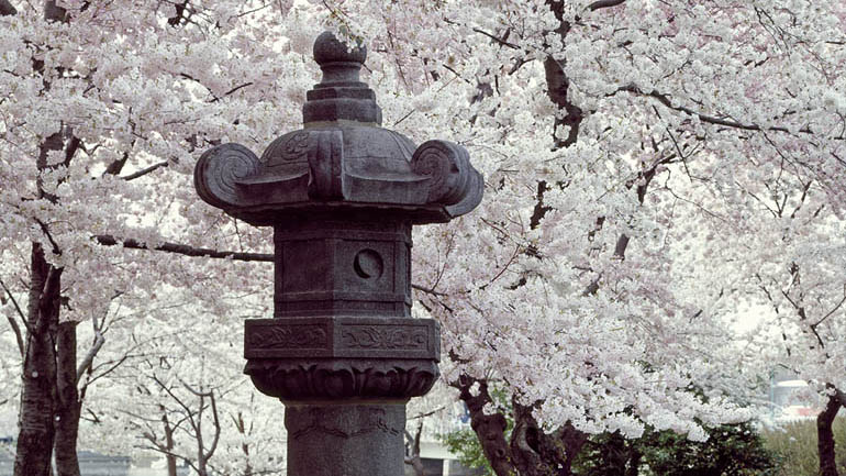 Cherry Trees on the National Mall