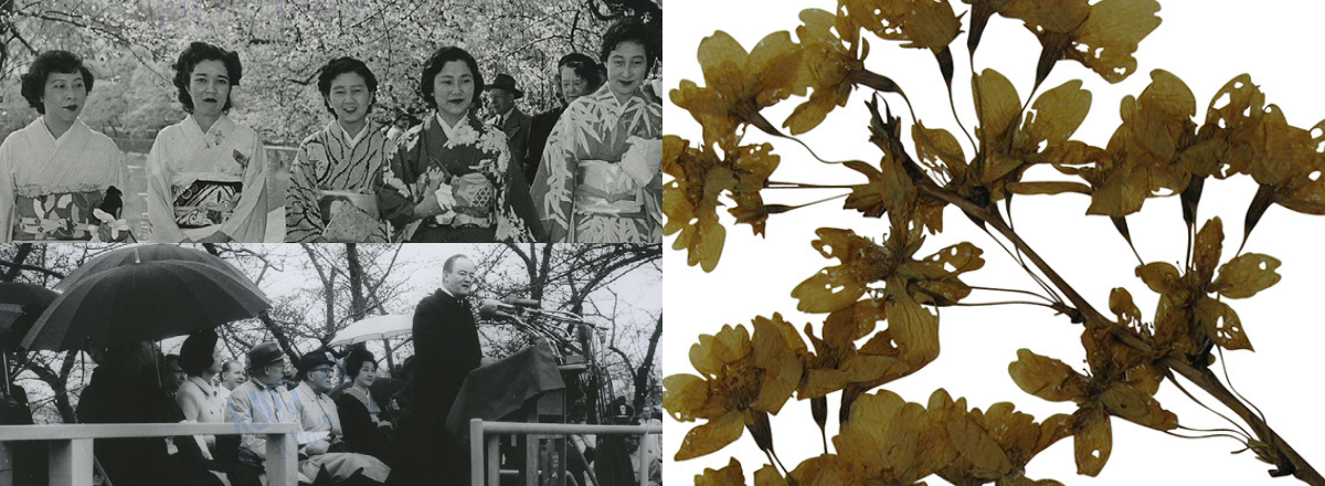 Collage of cherry tree specimen and two historic photographs