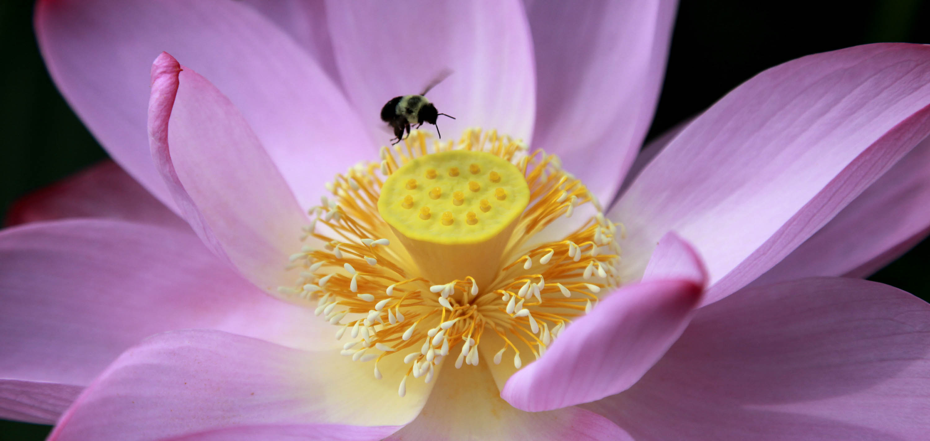 Closeup of pink lily with bee