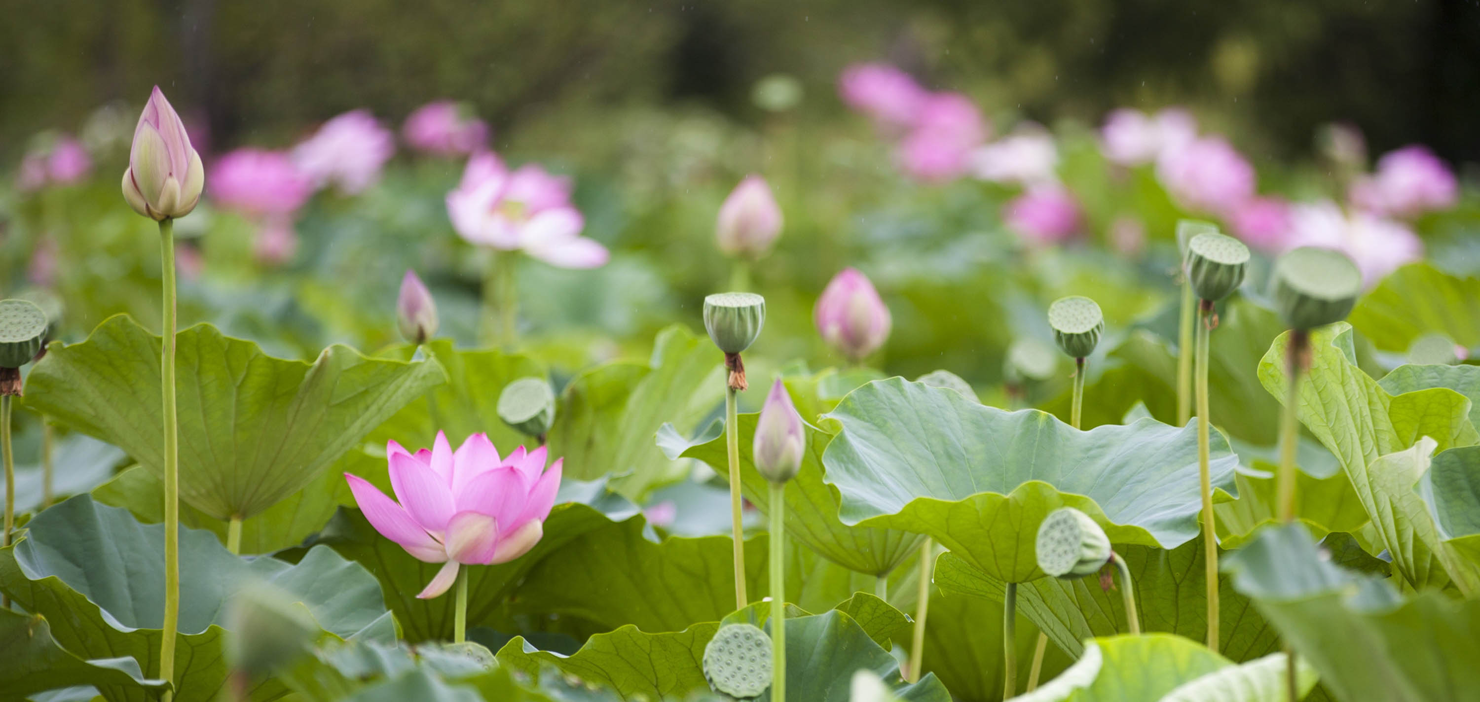 Field of pink lotuses
