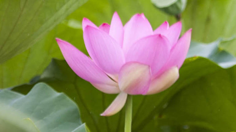Closeup of Pink lotus flower with green leaves in the background