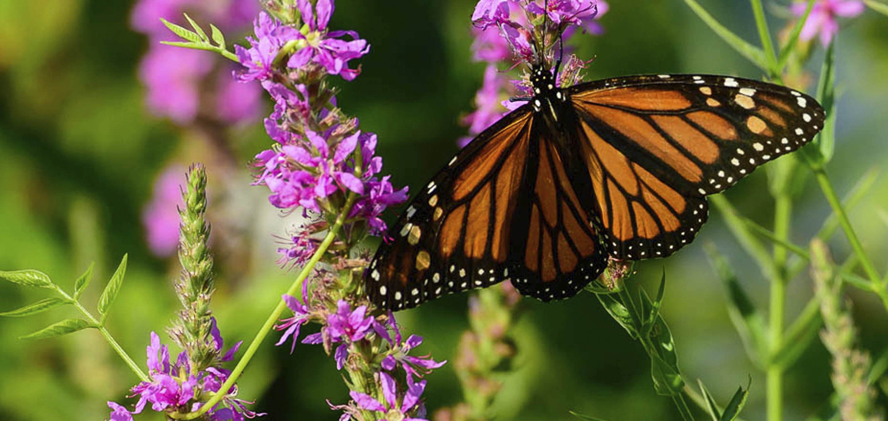 Orange and Black monarch butterfly on flower