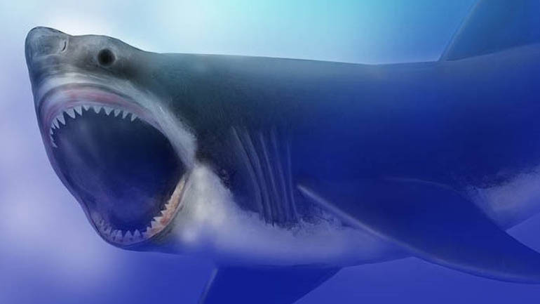 Depiction of Miocene great white shark