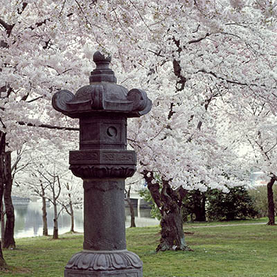 Cherry trees along the Tidal Basin with Japanese Lantern placed in the park in 1954