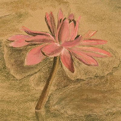Pastel painting featuring a pink night-blooming water lily