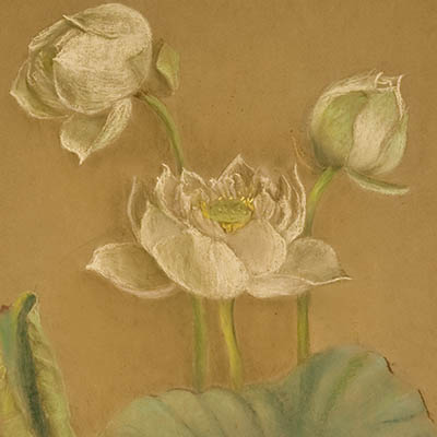 Painting showing three white lotus flowers