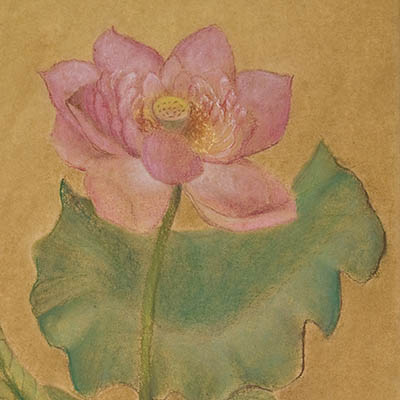 Pastel painting of a pink lotus