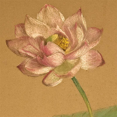 Pastel painting of a pink lotus