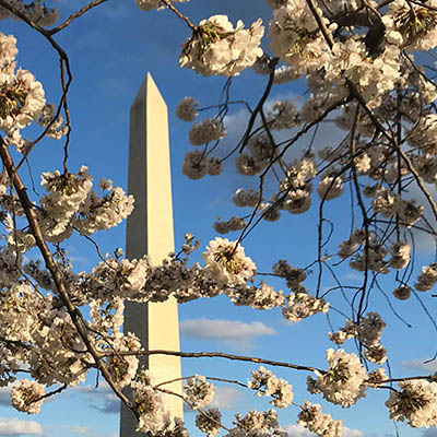 Cherry blossoms on National Mall DC